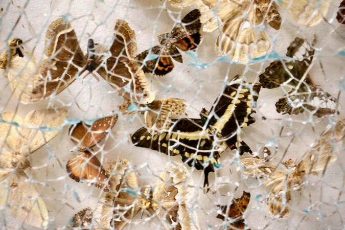 Dead butterflies are visible beneath shattered glass.