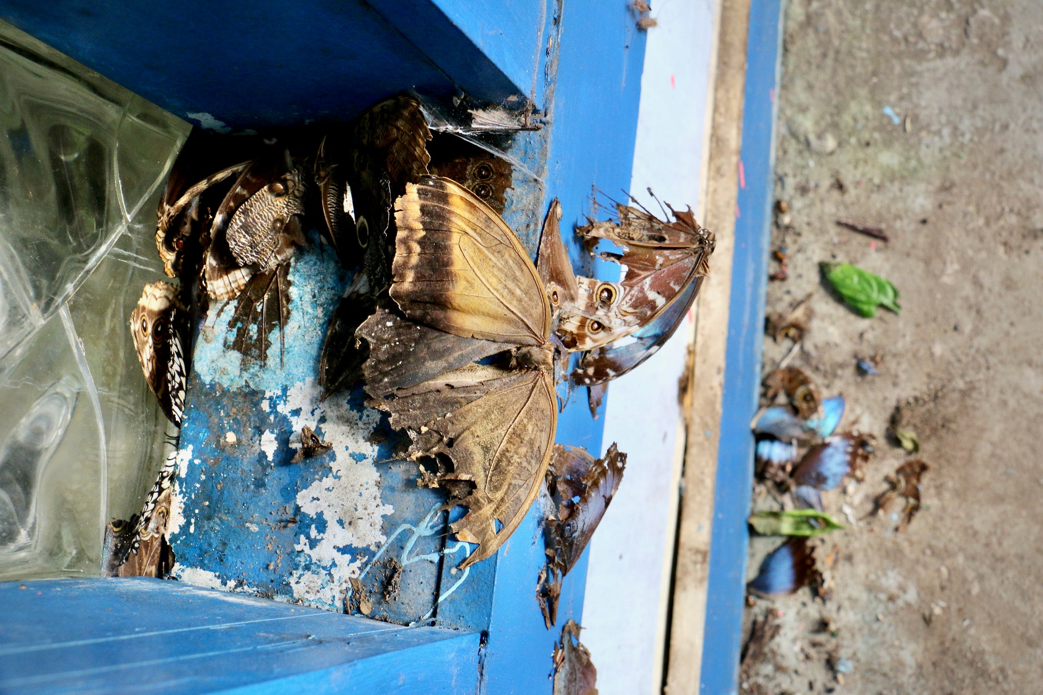 Dead butterflies are visible.