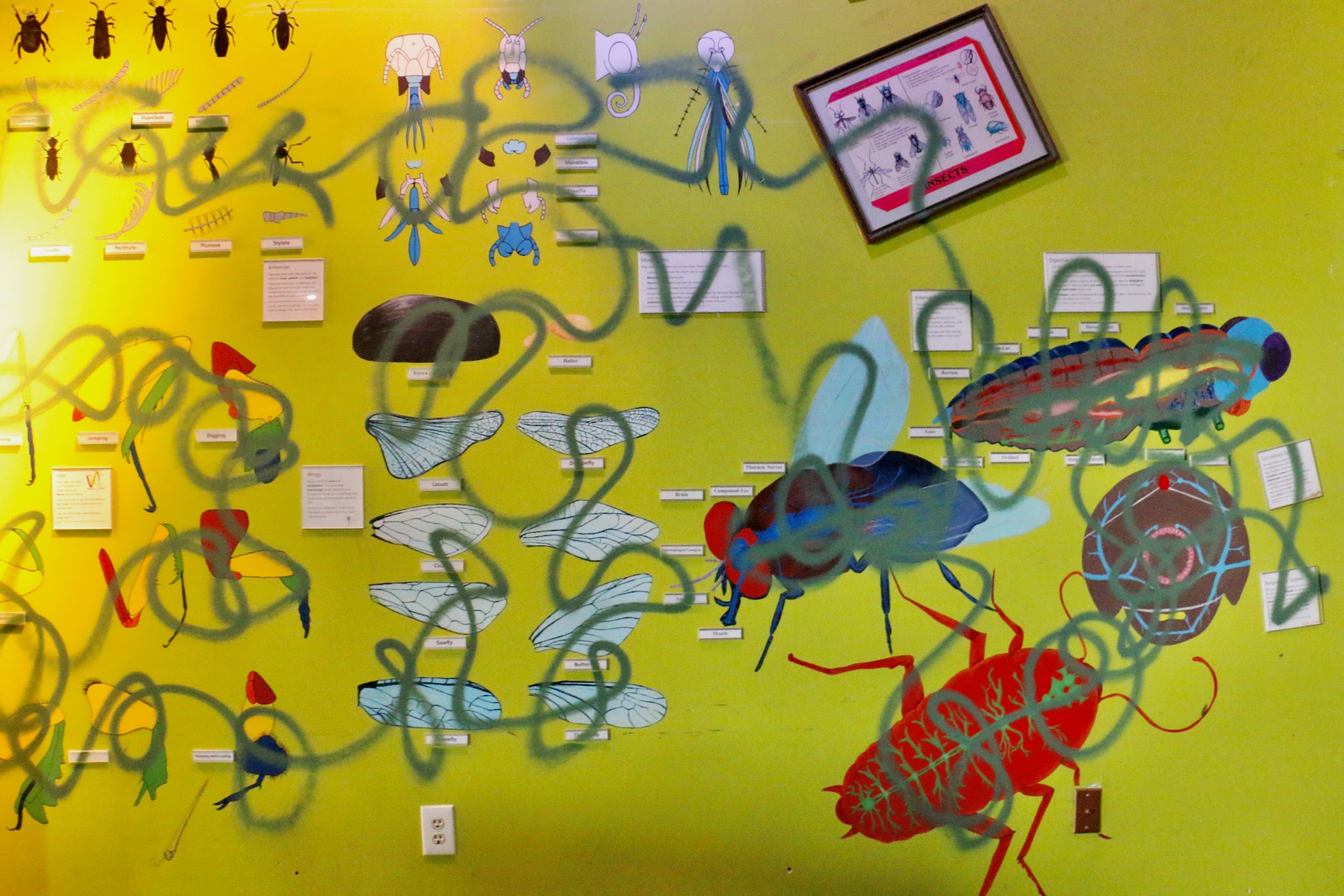 A wall showing insect anatomy has graffiti all over it.