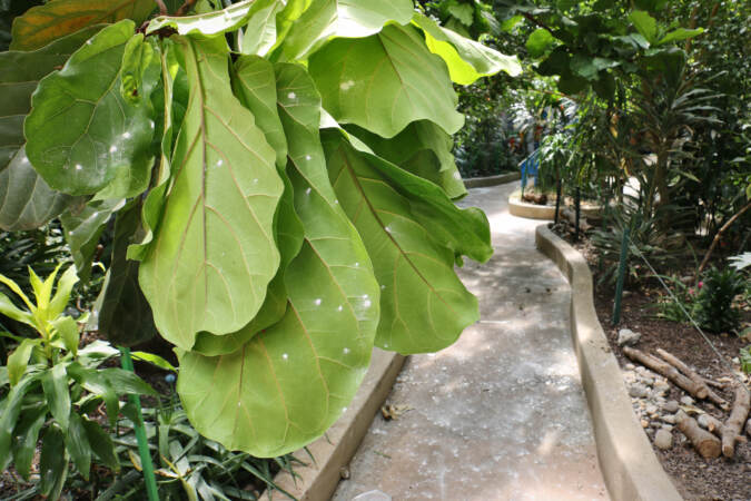 Leaves are covered in a white powder in a garden outdoor area.