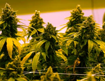 A cannibis plant that is close to harvest grows June 17, 2021. (AP Photo/Steve Helber)