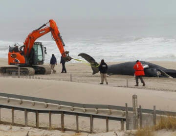 Workers haul away the carcass of a dead whale on the beach in Seaside Park N.J.