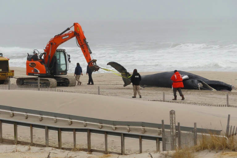 Workers haul away the carcass of a dead whale on the beach in Seaside Park N.J.