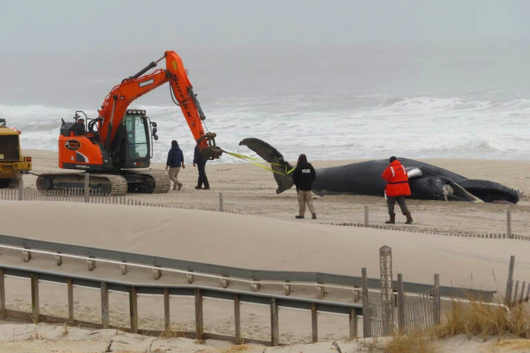 Why more dead whales are washing up on U.S. beaches : NPR