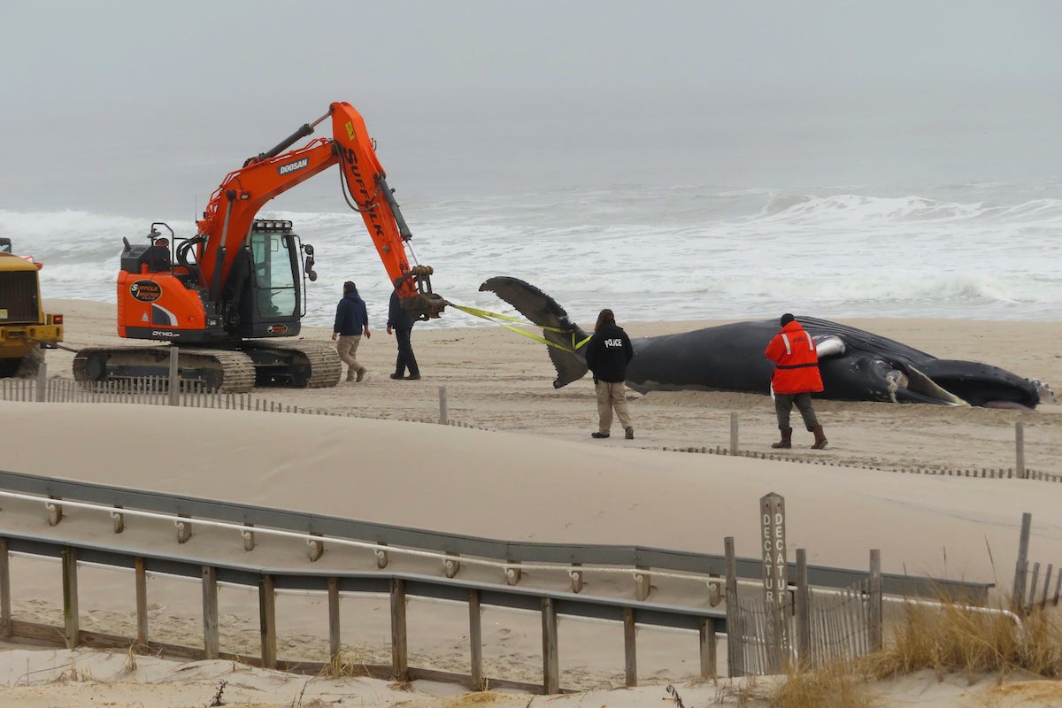 4th whale death in region reported in Va. Beach, officials say