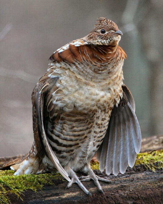 A closeup shot of a bird.