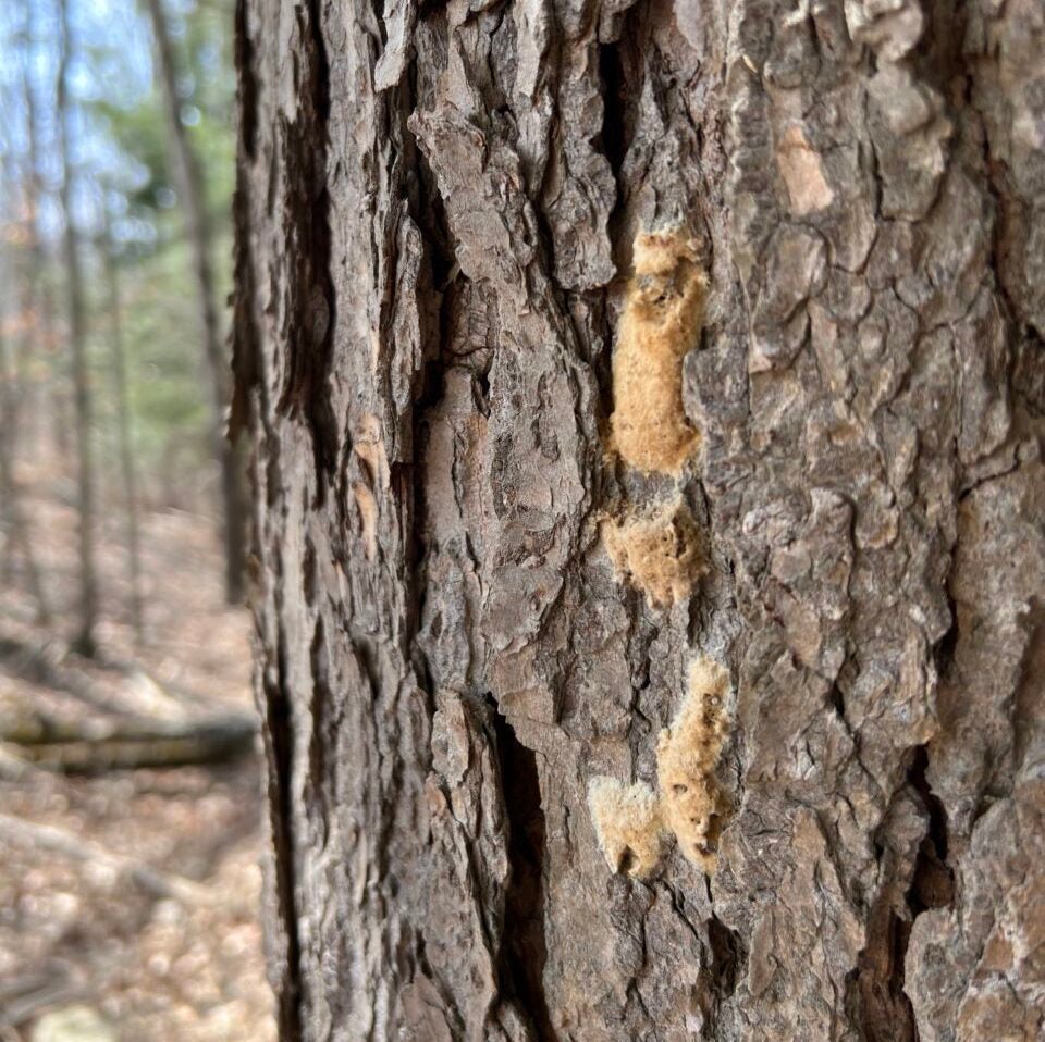 moth eggs on the side of a tree in the forrest