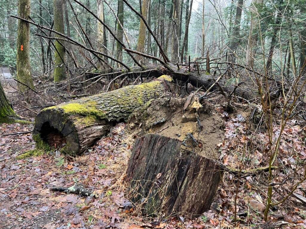 Fallen trees in the forest