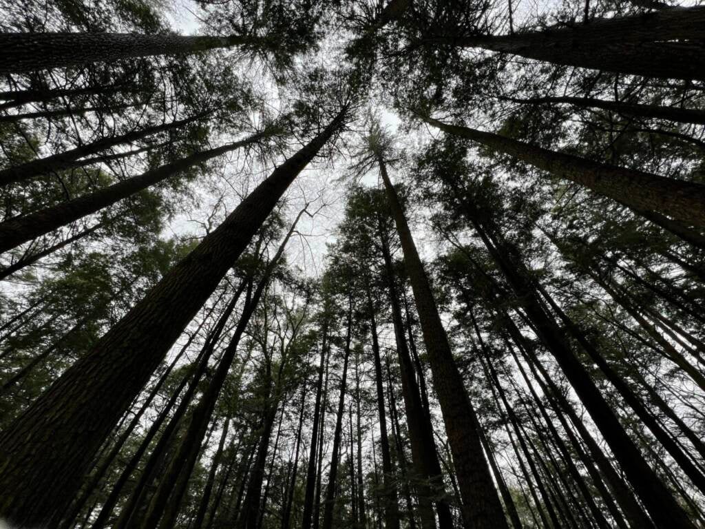 Looking up at trees in a forrest