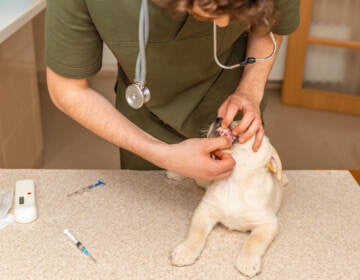 A veterinarian checks the teeth of an old dog