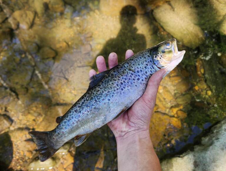 An upclose view of a dead fish in someone's hand. Shallow water in the creek is visible below.