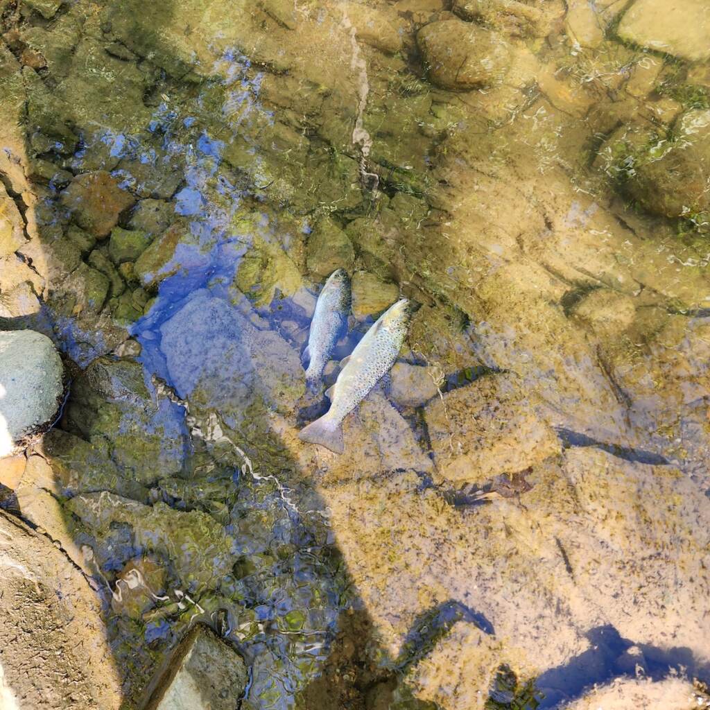 Dead fish are visible floating in shallow creek water.