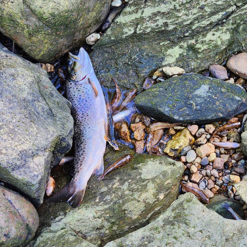A dead fish lies on rocks.