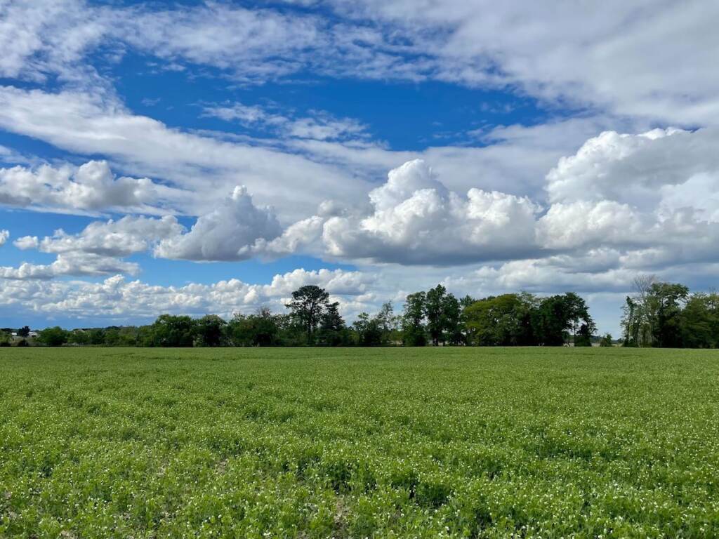 A field of green crops with a blue sky above