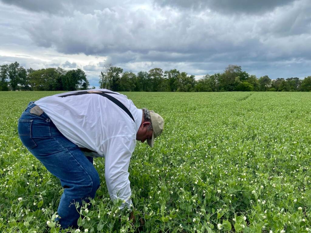 William Donald Clifton leans down to pick sweet peas.