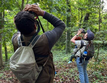 Tykee James, president of the DC Audubon Society, and Erin Connelly, holding her 10-month-old son, Louis, search in the treetops in Fort Slocum Park in Washington, D.C.