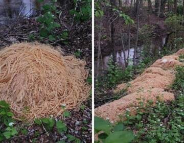 Images of piles of pasta in a wooded area.