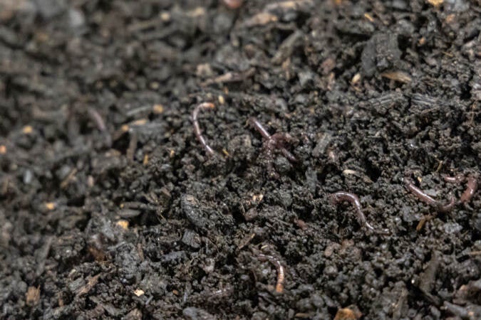 A close-up of worms in compost.