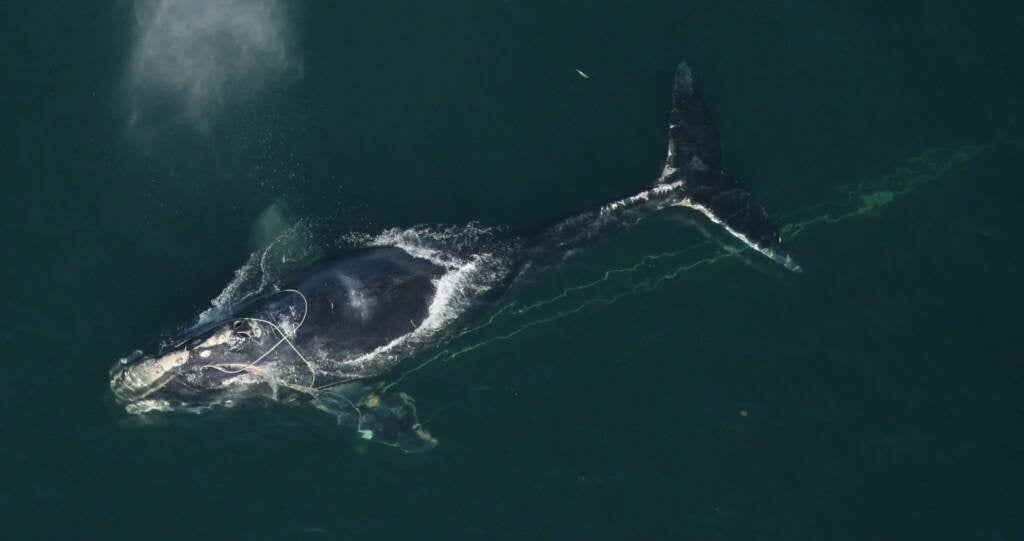 Entangled North Atlantic right whales can drag fishing gear hundreds of miles, like this whale off of Florida. The injuries can be life-threatening