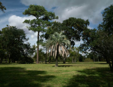 A palm tree is visible in an empty field.