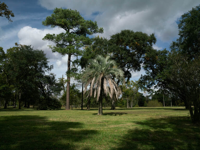 A palm tree is visible in an empty field.