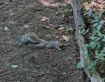 A squirrel splooting in the shade