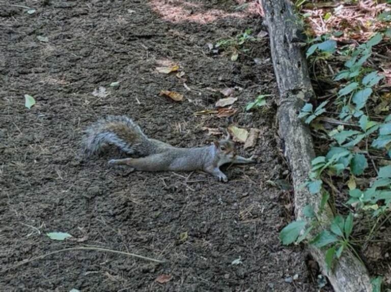 A squirrel splooting in the shade