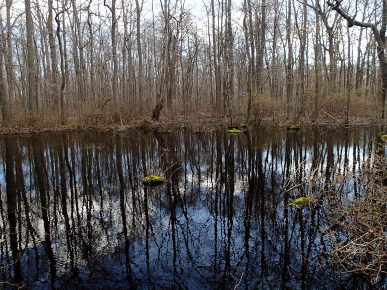 Wetlands in Delaware