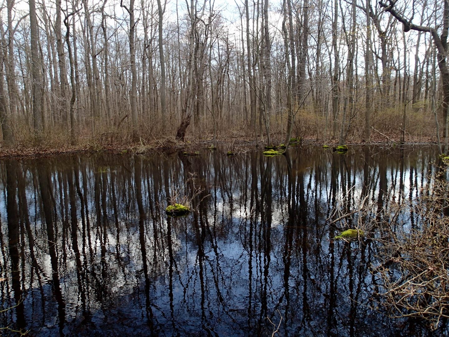 freshwater swamps