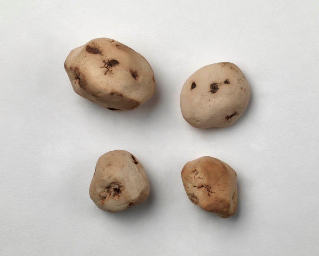 A view of ancient potatoes from above.