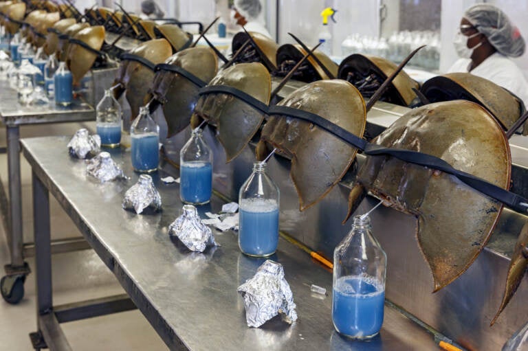 Blood is drained from horseshoe crabs.