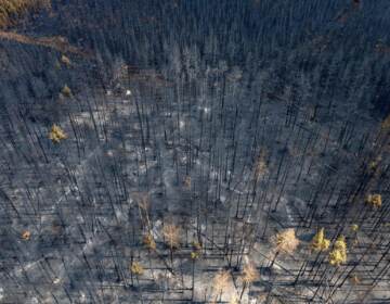 An overhead view of a burnt forest.