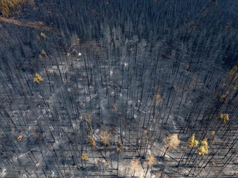 An overhead view of a burnt forest.