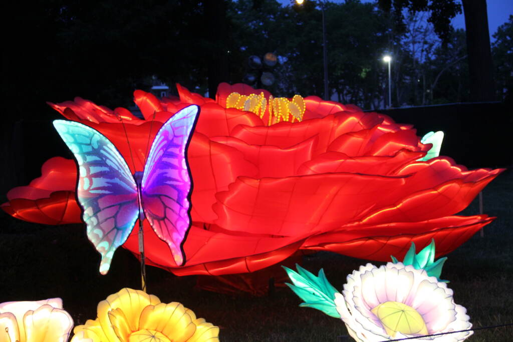 A colorful Butterfly lantern lit up.