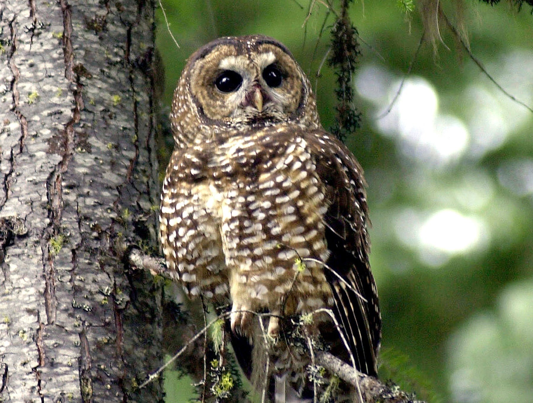 A northern spotted owl sits on a tree branch.