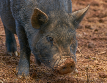 Closeup photo of a pig.