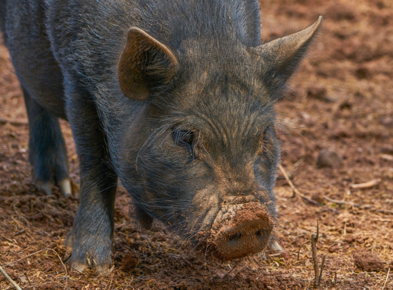 Closeup photo of a pig.