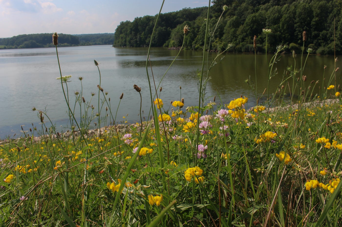 Plants grow along the edge of the dam.