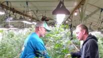 At left, Bill Rohrer, co-owner of The Farm, works with business partner Bill Owens working on marijuana plants.