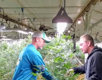 At left, Bill Rohrer, co-owner of The Farm, works with business partner Bill Owens working on marijuana plants.