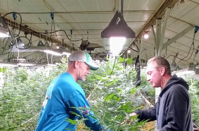 At left, Bill Rohrer, co-owner of The Farm, works with business partner Bill Owens working on marijuana plants.