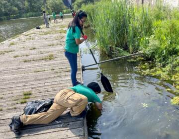 cleaning the pond.