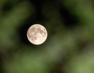 The Flower Moon is seen through trees in May 2021 in Amesbury, United Kingdom.