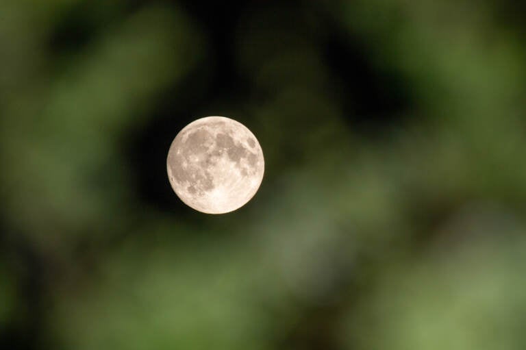 The Flower Moon is seen through trees in May 2021 in Amesbury, United Kingdom.