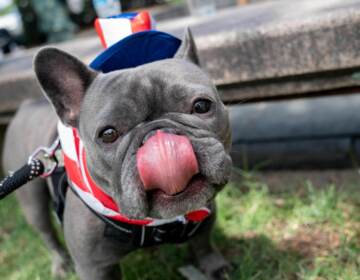 Luna the French bulldog licks her nose.