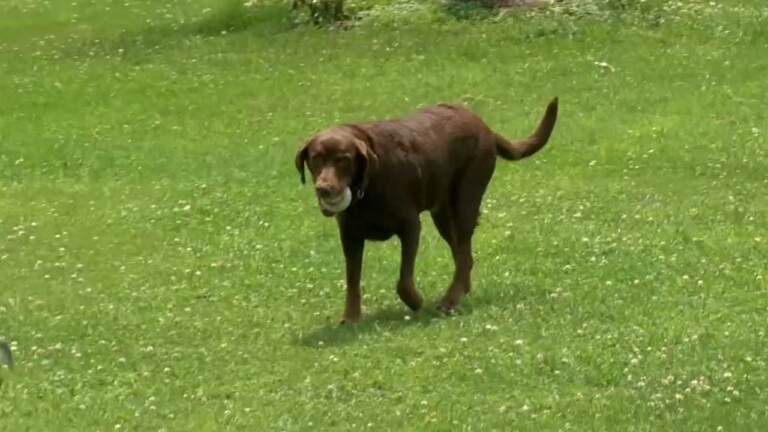 A dog playing in a yard