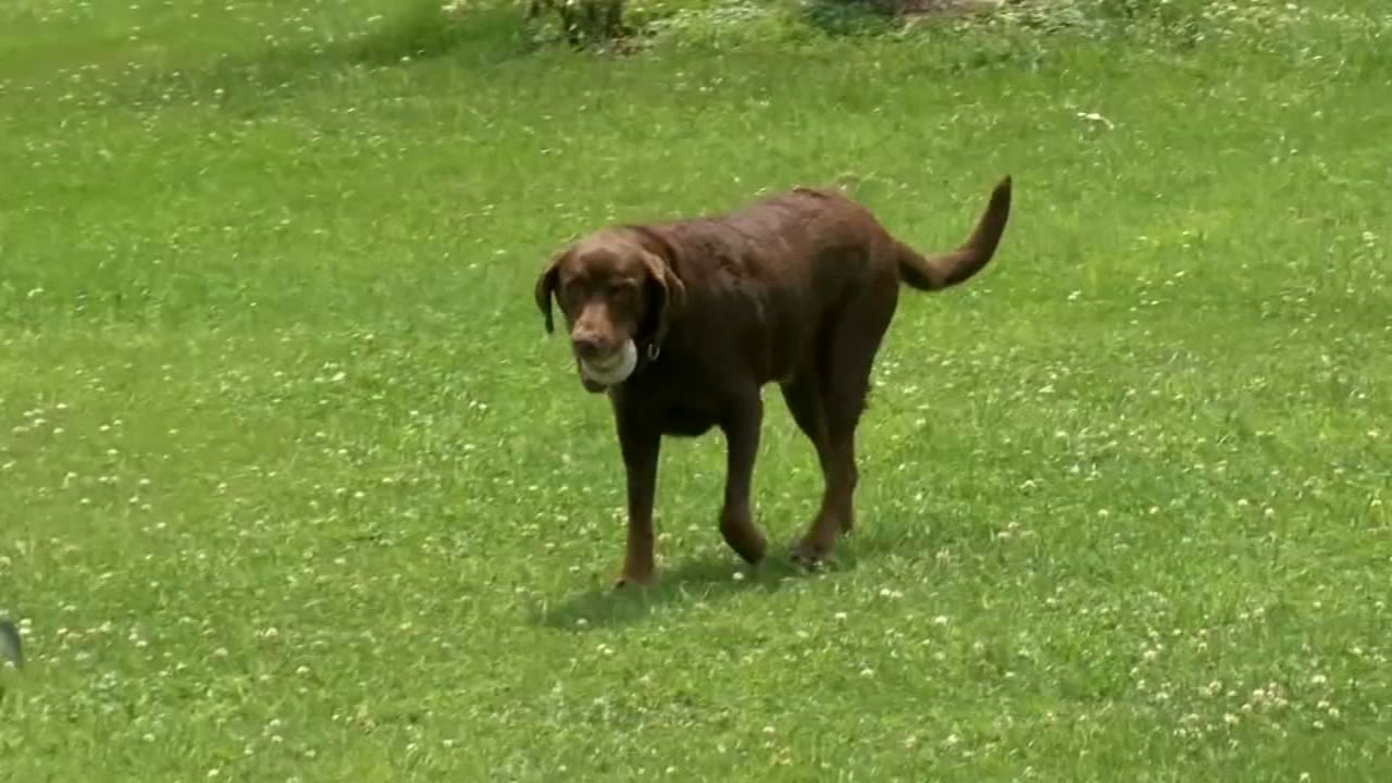 Meet the chocolate Labrador behind the arrest of Pennsylvania fugitive ...