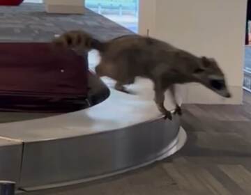 A raccoon in the airport