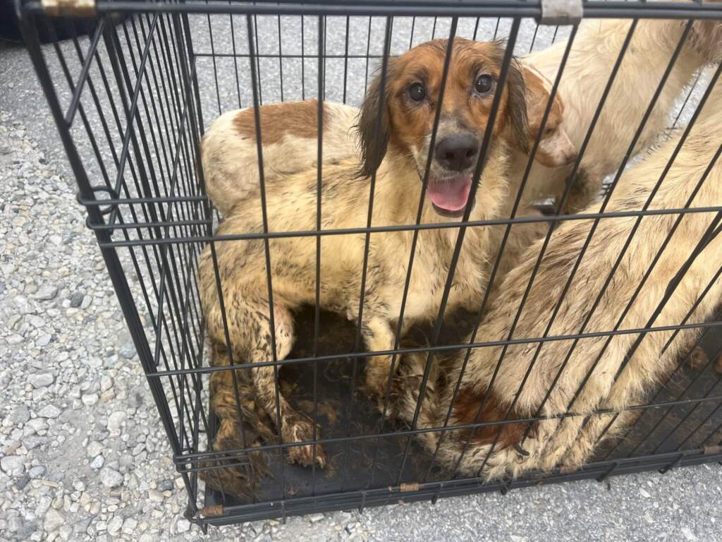 A dog looks up from a crate, with muddy paws and matted fur.