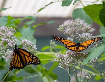 Two monarch butterflies sit on milkweed